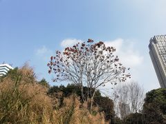 -成都市活水公园