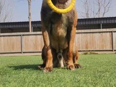 -北京京卫宠物寄养训练中心