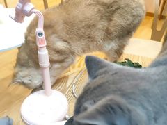 -猫咪派对(江南西店)
