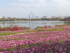 -海珠湖公园
