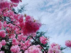 -西安青龙寺遗址景区