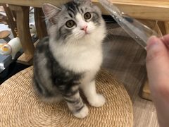 -飞行喵MR PILOT|猫舍·猫咖(静安大融城店)