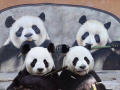 -栾川竹海野生动物园