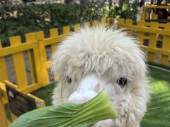 -三亚海棠湾喜来登度假酒店