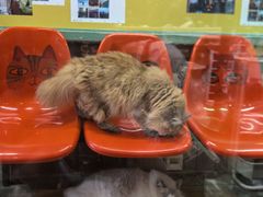 -猫咪博物馆(顶澳仔猫街店)