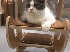 -飞行喵MR PILOT|猫舍·猫咖(静安大融城店)