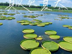 -荷塘月色湿地公园·向阳花洲
