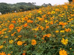 -松山湖梦幻百花洲