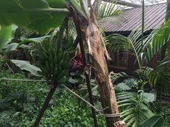 -北京呀路古热带植物园