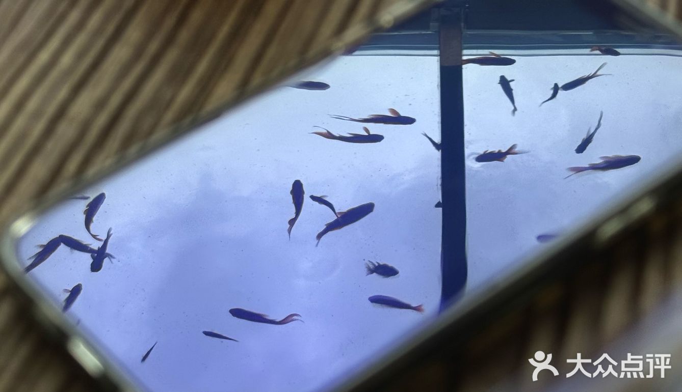 金鱼如悬在空中的吻，流影與光煥蔓延成詩。