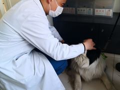 -派美特宠物医院·核磁CT·骨科肿瘤·疑难转诊(沈农禾丰店)
