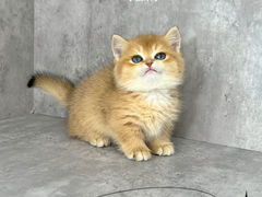 -小猫来了·猫舍(红山六九七九店)