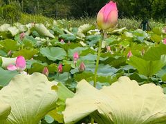 -梁鸿国家湿地公园