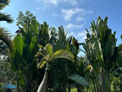 -中国科学院西双版纳热带植物园