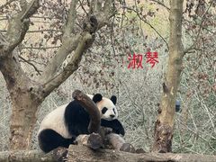 -都江堰中华大熊猫苑