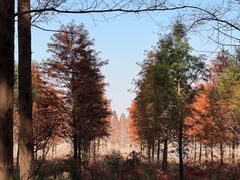 -黄海国家森林公园