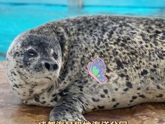 -海合安成都极地海洋公园