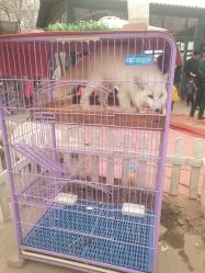 -上美四季动物农场