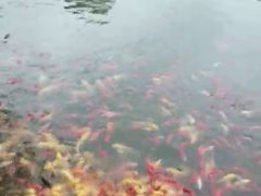 -武汉紫薇都市田园