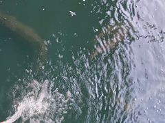 -鸿渡渔庄·特色鸭咀鱼