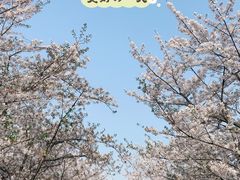 -顾村公园