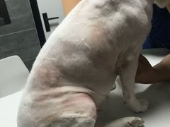 -美联众合宠物医院·爱萌分院·内外科·猫科中心