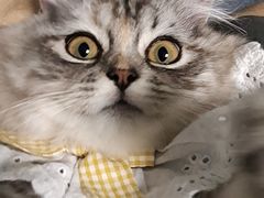 -伟伟宠物医院·CT影像中心·瑞派犬猫综合性门诊(汉口总院)