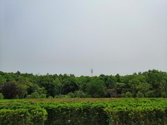 -昆山城市生态森林公园