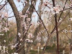 -红莲湖