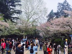 -武汉大学-樱园