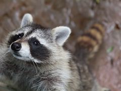 -杭州野生动物世界