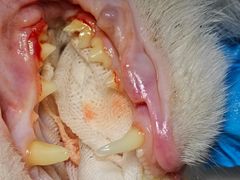 -纳吉亚猫专科动物诊疗中心(蒋宅口分院)