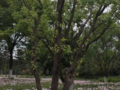 -汉长安城未央宫国家考古遗址公园