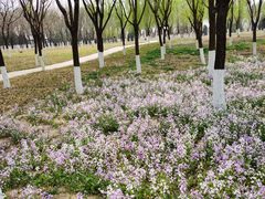 -永定河休闲森林公园