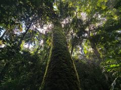 -西双版纳原始森林公园