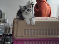 -lincat·猫舍(广州店)