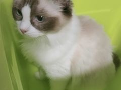 -屋虎猫馆(宝安大仟里店)