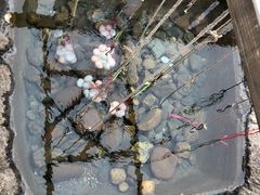 -天芳悦潭度假村温泉