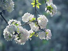 -海棠花溪(元大都城垣遗址公园)