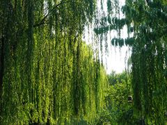 -柳浪闻莺公园