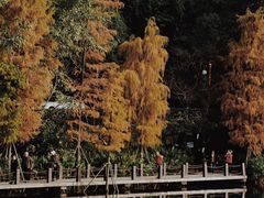 -重庆彩云湖湿地公园