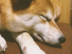 -柴务处·柴犬主题狗咖