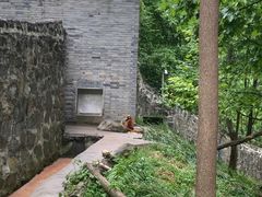 -都江堰中华大熊猫苑