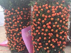 -龙大花卉苗木市场