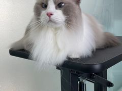 -爱洗澡的猫(望京店)
