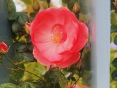 -上海滨江森林公园