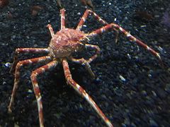 -迪拜水族馆及水下动物园