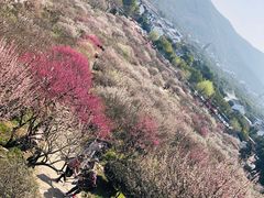 -香雪海