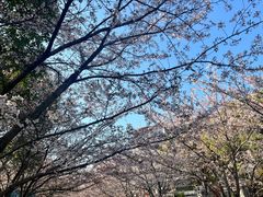 -高东镇樱花园