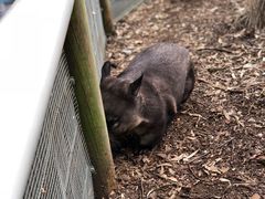 -费瑟代尔野生动物园